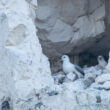 Couple de Fulmars boréaux au bois de Cise